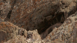 Neue Studie sch&auml;tzt Population der Schneeleoparden in Nepal auf fast 400