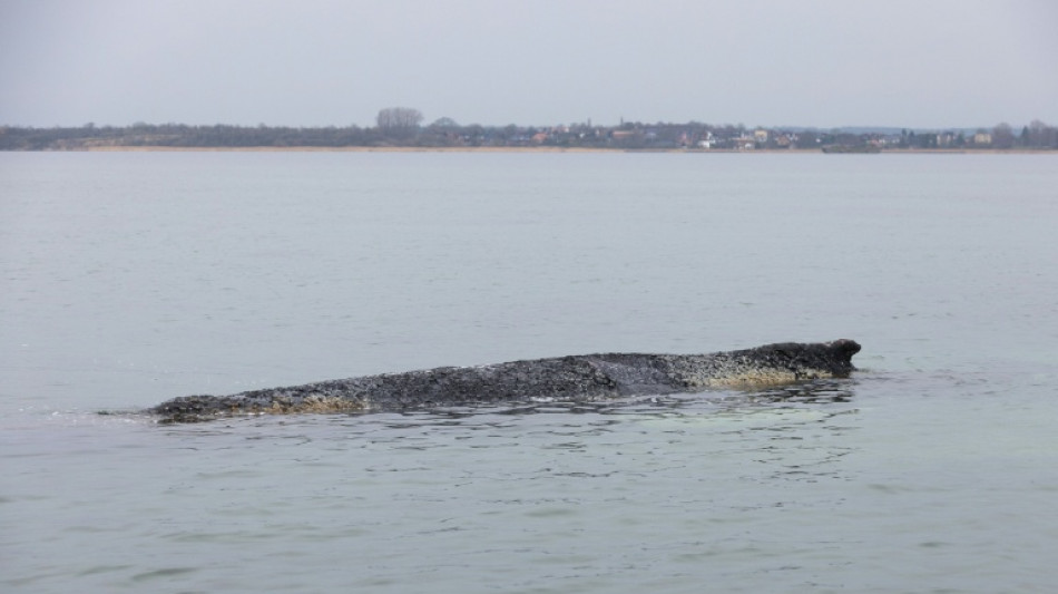 Sterbender Wal vor der Ostseek&uuml;ste: Sperrungen werden aufrecht erhalten