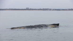 Sterbender Wal vor der Ostseek&uuml;ste: Sperrungen werden aufrecht erhalten