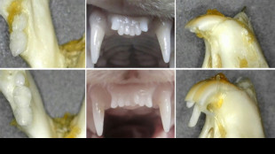 Investigadores japoneses prueban un f&aacute;rmaco para regenerar dientes