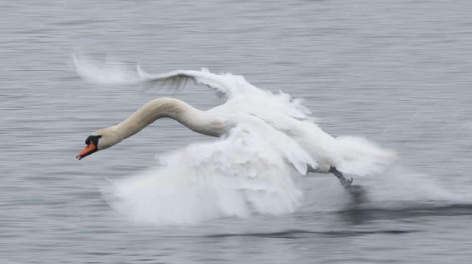 Adolescentes s&atilde;o detidos por matar e comer cisne nos EUA