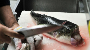Zehnj&auml;hriges M&auml;dchen darf in Japan t&ouml;dliche Kugelfisch-Delikatesse zubereiten