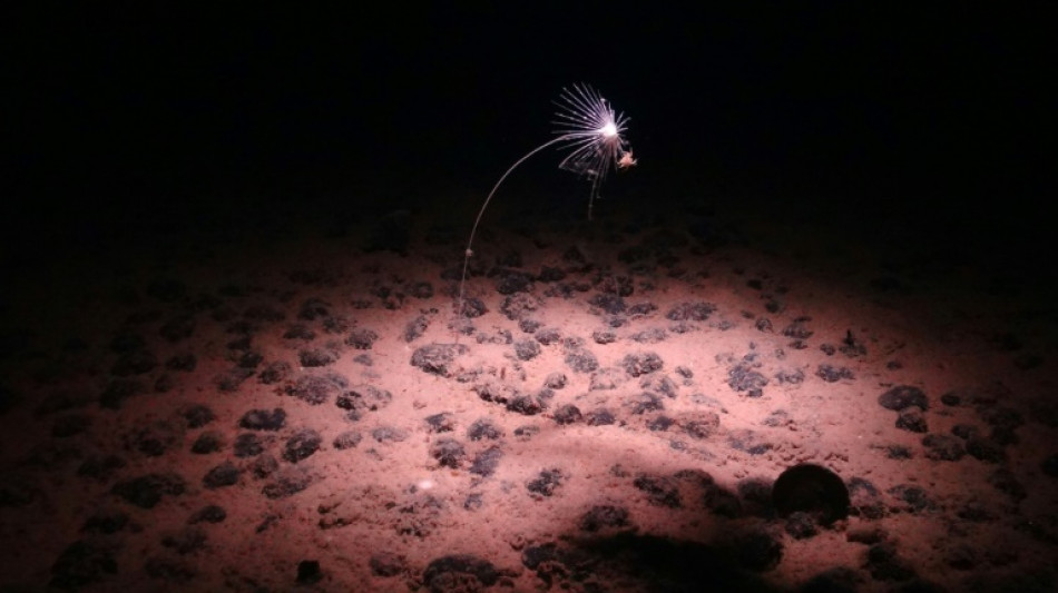 Un &eacute;tonnant "oxyg&egrave;ne noir" fabriqu&eacute; dans les abysses de l'oc&eacute;an Pacifique