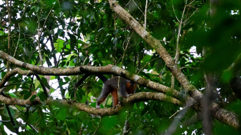 The race to save the Amazon's bushy-bearded monkeys