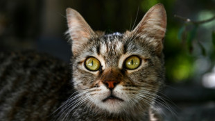 La polic&iacute;a espa&ntilde;ola investiga el posible envenenamiento de casi 50 gatos