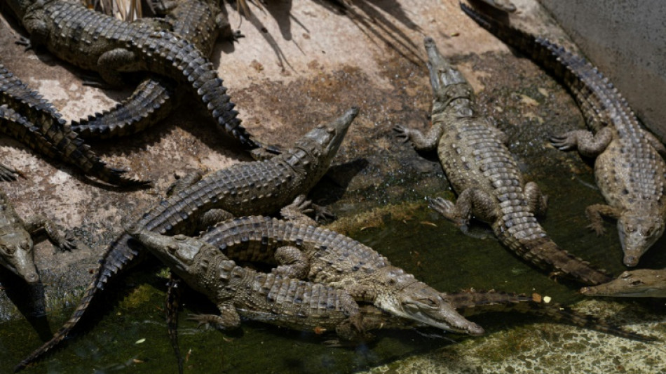 Salvando o crocodilo-do-orinoco, o maior predador dos rios da Am&eacute;rica do Sul