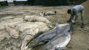 Zum Schutz der Delphine: EU will Fischerei in der Biskaya zeitweise beschr&auml;nken