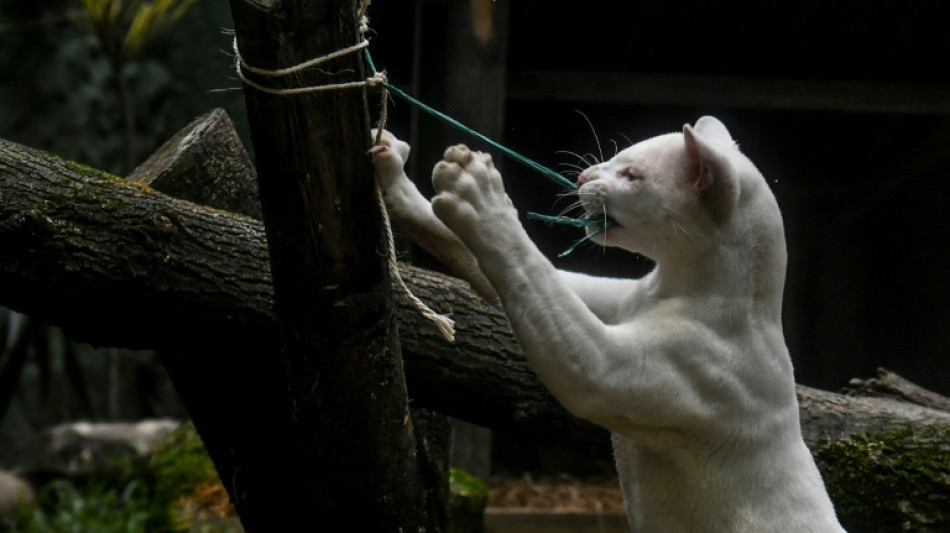 El hallazgo de la primera ocelote albina alerta sobre la deforestaci&oacute;n en Colombia