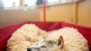 D&eacute;c&egrave;s de la chienne &agrave; l'origine du ph&eacute;nom&egrave;ne internet du "Doge" et du dogecoin