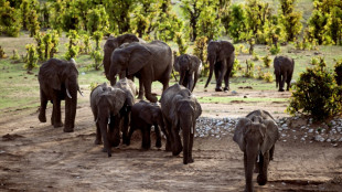 Zimbabwe: 60 personnes tu&eacute;es par des &eacute;l&eacute;phants cette ann&eacute;e