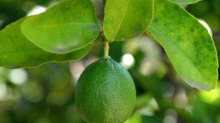 Asesinan a un empresario del sector de los c&iacute;tricos, el segundo en M&eacute;xico esta semana