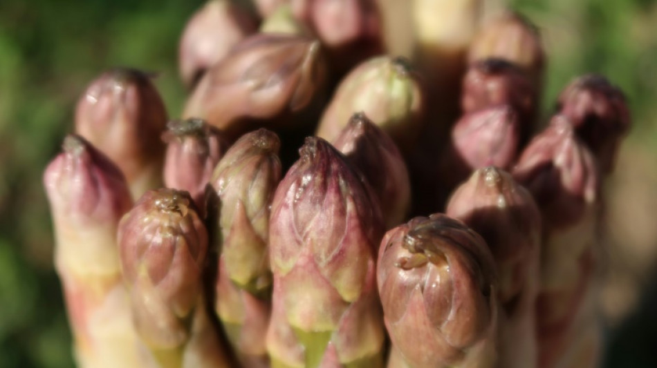 Erntemenge von Spargel 2022 r&uuml;ckl&auml;ufig