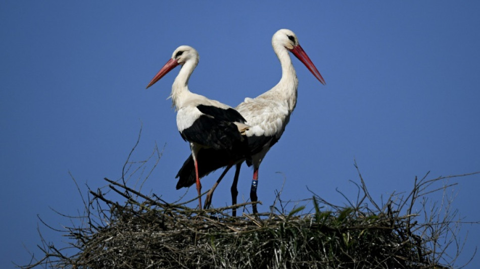 Au Portugal, les cigognes renoncent &agrave; migrer vers l'Afrique