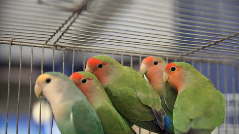 16 wertvolle Liebesv&ouml;gel aus Garten in Baden-W&uuml;rttemberg gestohlen