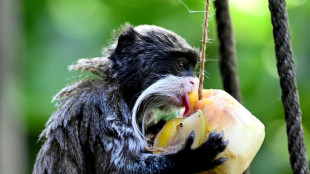 Copernicus: Sonntag war weltweit der heißeste Tag seit Beginn der Aufzeichnungen