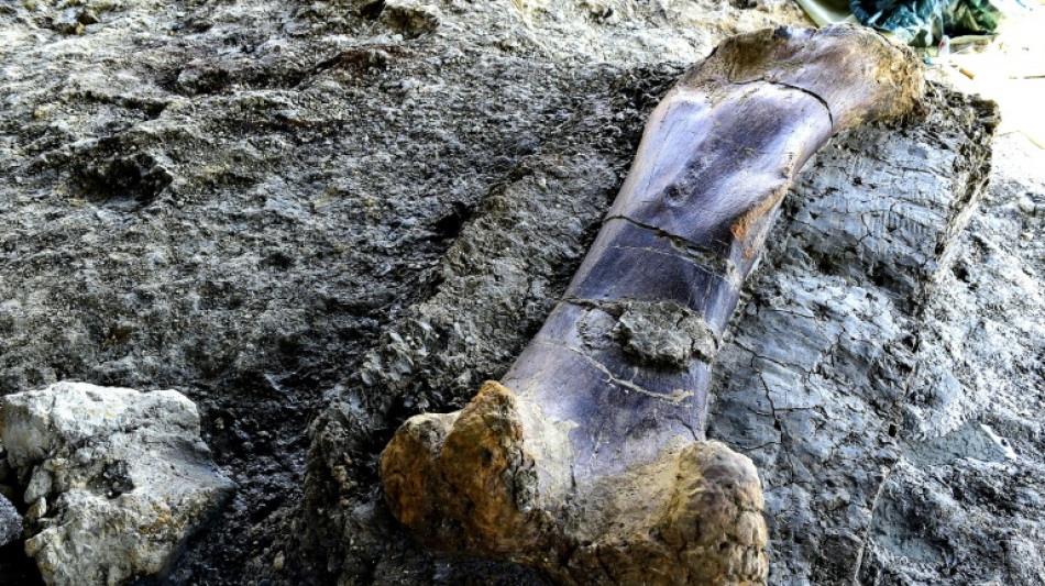 Neue Sauropodenfunde in Rum&auml;nien belegen gro&szlig;e Vielfalt an Langhalssauriern in Europa