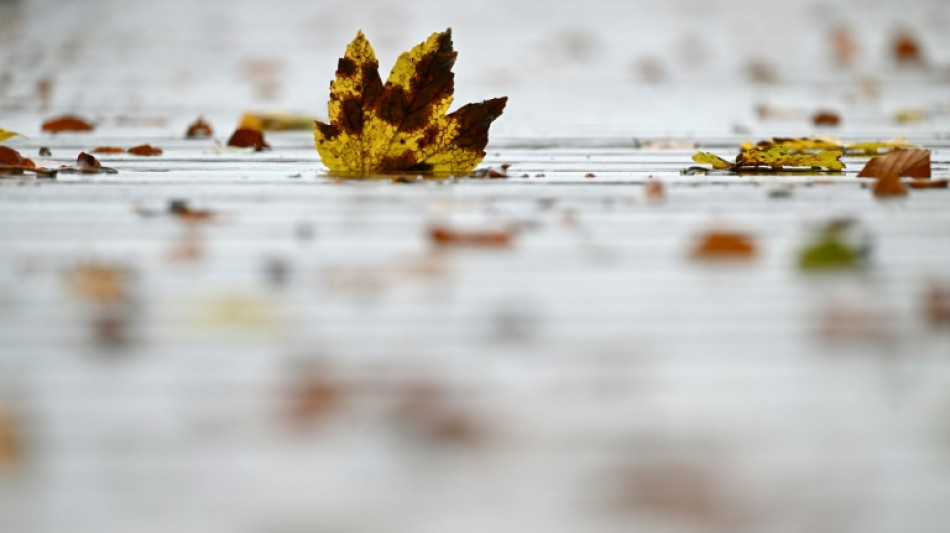 Betrunkener schie&szlig;t in Mecklenburg-Vorpommern mit Luftgewehr auf G&auml;rtner