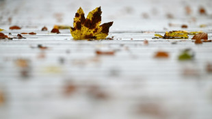 Betrunkener schie&szlig;t in Mecklenburg-Vorpommern mit Luftgewehr auf G&auml;rtner