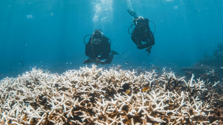 IUCN: Wegen Klimawandels fast alle Korallenriffe der Welt vom Absterben bedroht
