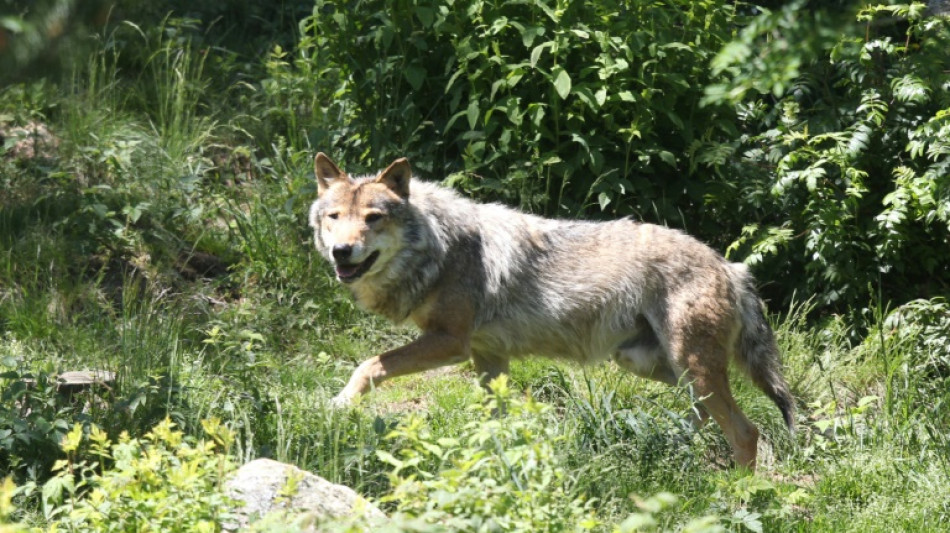 France : Le loup r&eacute;appara&icirc;t dans le Finist&egrave;re apr&egrave;s plus d'un si&egrave;cle d'absence