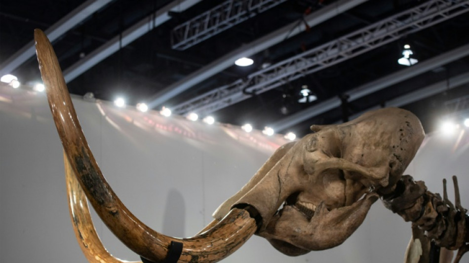 Une boulette de viande de mammouth pr&eacute;sent&eacute;e par des scientifiques