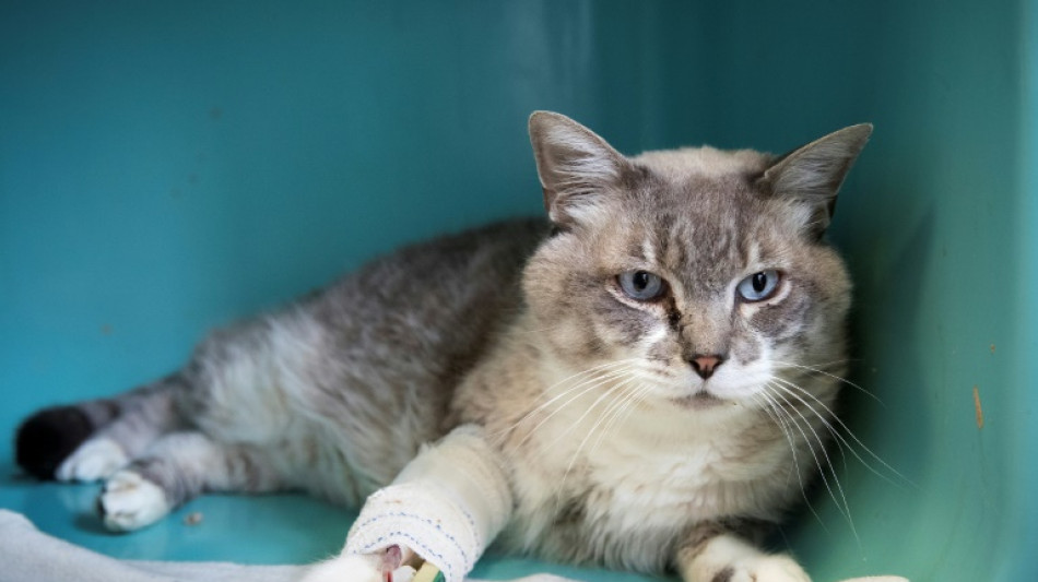 La Fondation 30 millions d'amis doit d&eacute;penser davantage, selon la Cour des comptes