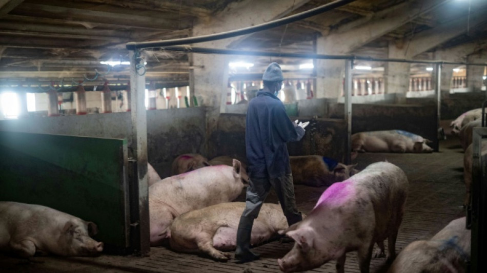 China impondr&aacute; recargos provisionales sobre las importaciones de cerdo europeo