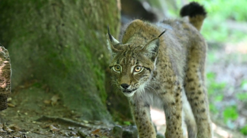 "Attention lynx!": des panneaux contre le fl&eacute;au des collisions mortelles