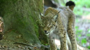 "Attention lynx!": des panneaux contre le fl&eacute;au des collisions mortelles