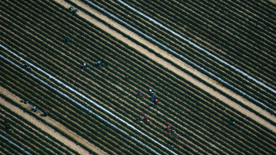 &Ouml;kotest: Erdbeeren mit gutem Gewissen nur zur Saison und aus Deutschland