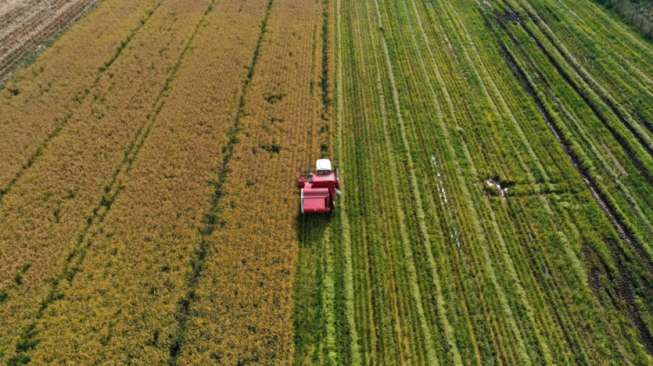 Moins d'eau, m&ecirc;me rendement : le pari durable du riz chilien 