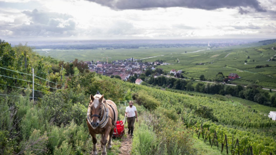 Malik, vendangeur &agrave; cheval sur les pentes du vignoble alsacien