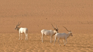 Zoll beschlagnahmt an M&uuml;nchner Flughafen gebratene Antilopen