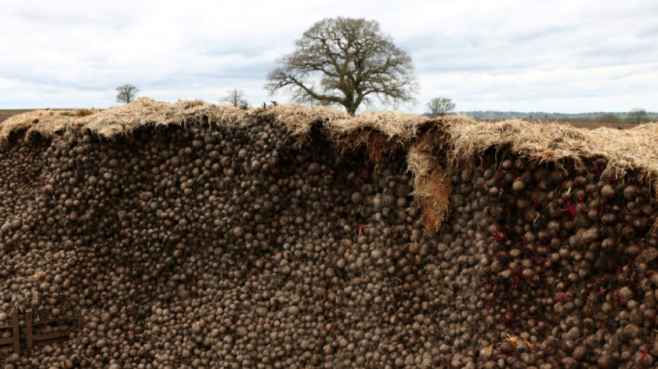 Au Royaume-Uni, les betteraves pourrissent faute d'acheteurs europ&eacute;ens