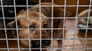 Gericht: Sieben Prozent Umsatzsteuer auf herrenlose Tiere aus EU-Ausland