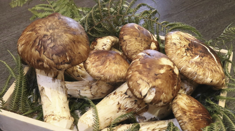 Giappone, otto funghi matsutake battuti all'asta per 4.850 euro