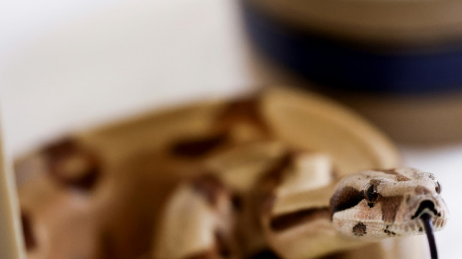 Verd&auml;chtige R&ouml;ntgenbilder: Zoll findet in Leipzig lebende Schlangen in Frachtpaket