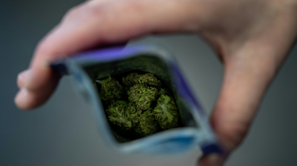 La lente r&eacute;volution du cannabis suisse