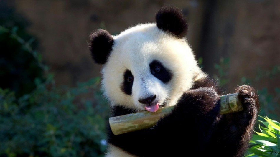 Record de fr&eacute;quentation au Zoo de Beauval : 2 millions de visiteurs en 2022 