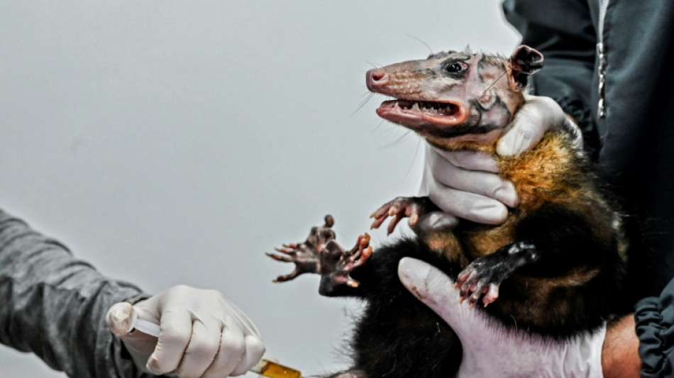 Cruzada para salvar a la estigmatizada zarig&uuml;eya en Colombia