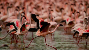 Studie: Zukunft von Flamingos durch steigende Wasserst&auml;nde in Seen gef&auml;hrdet