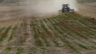 Les populations d'oiseaux des milieux agricoles en chute "alarmante" depuis le d&eacute;but du si&egrave;cle, alerte la LPO