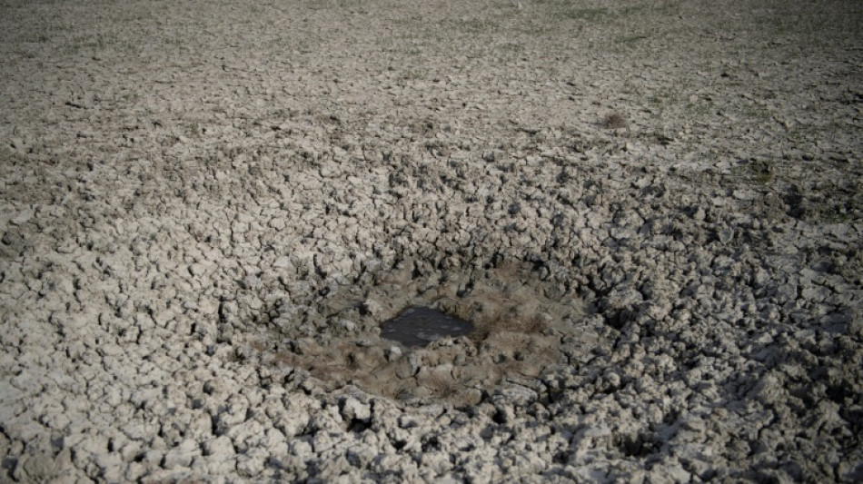 Las fresas amenazan Do&ntilde;ana, joya natural del sur de Espa&ntilde;a