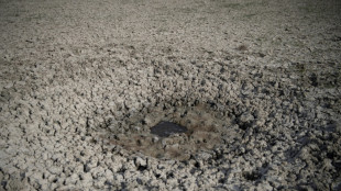 Las fresas amenazan Do&ntilde;ana, joya natural del sur de Espa&ntilde;a