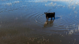 Record rains turn Argentina's farm-filled Pampas plains to wetlands
