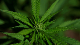 Un extrait de cannabis particulier soulagerait les douleurs lombaires chroniques, selon un essai clinique