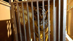 Dos leones y dos tigres ucranianos, refugiados en los Pa&iacute;ses Bajos 