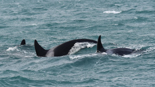 I mammiferi marini usano le alghe come strumenti