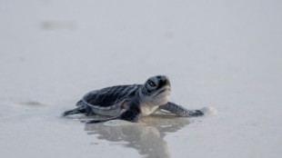 As species decline, green turtles offer glimmer of hope
