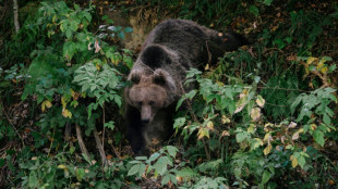 Census shows high number of brown bears in Romania